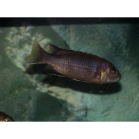 Pseudotropheus Acei Ngara 6-7cm